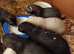 Ferret kits ready now
