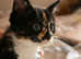 Last half maincoon kitten 200