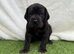 great dane puppies