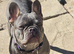 girl Frenchy for sale