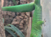 Lovely Male Day Gecko.