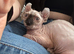 Sphynx kitten female 4 months old