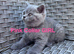 GCCF Blue British Short Hair Kittens