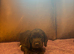 KC Cocker Pups