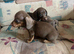 Mini dachshund puppies