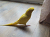 Yellow fully tame talking parrots