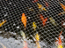 Gold fish and koi and ghost carp