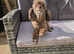 Toy poodle