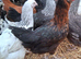 Coloured hybrids pullets