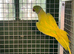 PAIR RINGNECKS DOM PIED OPALINE X CLEARTAIL
