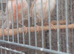 Canary for sale
