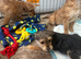 Jackapoo puppies
