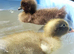 Indian runner cross cayuga ducklings