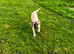 Beautiful English mastiff