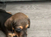 Beautiful miniature dachshund puppies