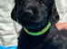 Labraguese Puppies for sale