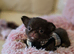 Xx Quality chihuahua longcoat chocolate Xx