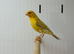 Canaries