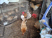 Hatching eggs