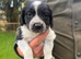 Cocker X Collie