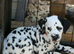 Litter of pure dalmatian puppies