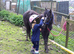 Trotter x yearling filly to make 13hh