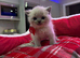 6 adorable bsh kittens