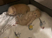 Ragdoll Cross Kittens