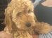 Cockapoo puppies 1 boy available