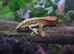 Crested Gecko's