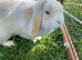 Male Mini Lop 2 Years Old