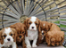 Cavalier King Charles Spaniel!