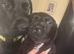 Black Labrador retriever bitch