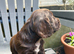 Cocker Spaniel full pedigree puppies for sale