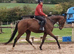 Smart young gelding