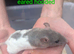 Beautiful rex rats