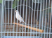 2 male canaries