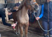 beautiful 5 year old dartmoor pony