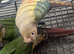conures x2 &pound;100 each 9months