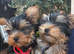 Beautiful Girl Yorkshire terrier pups
