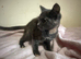 Ragdoll blue sepia tortie females ready now