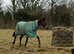 Kevin 16.3/17h gentle giant!