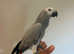 Friendly Baby HandReared Super Tame Cuddly African Grey Parrot,2