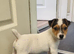 Stunning jackrussell bitch pup