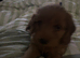 Dolly lovely Cavapoo needs a forever home