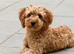 Real Life Teddy Bear Cavapoo Boy Puppy