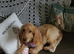 Kind and loving 7 month Show Cockerspaniel