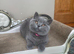 2 LEFT Gorgeous BSH Kittens