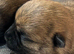 Gorgeous Cairn Terrier Puppies