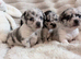 1 leftMerle female chihuahuas
